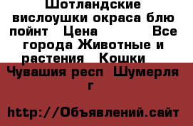 Шотландские вислоушки окраса блю пойнт › Цена ­ 4 000 - Все города Животные и растения » Кошки   . Чувашия респ.,Шумерля г.